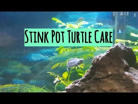 Common Musk Turtle Stinkpot Turtle Care And Tank Set Up Youtube