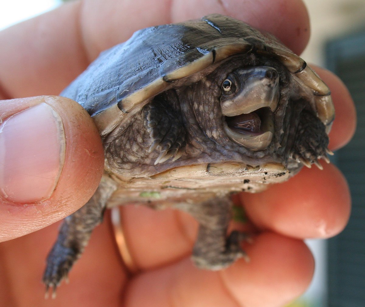 Common Musk Turtle The Animal Facts Appearance Diet Habitat