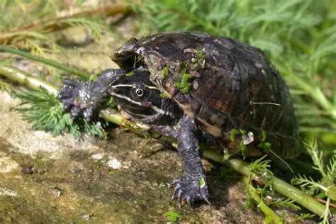 Common Musk Turtle