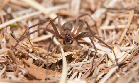 Common Poisonous Spiders Found In North Carolina Pmi