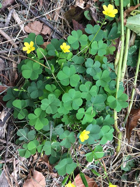 Common Yellow Wood Sorrel