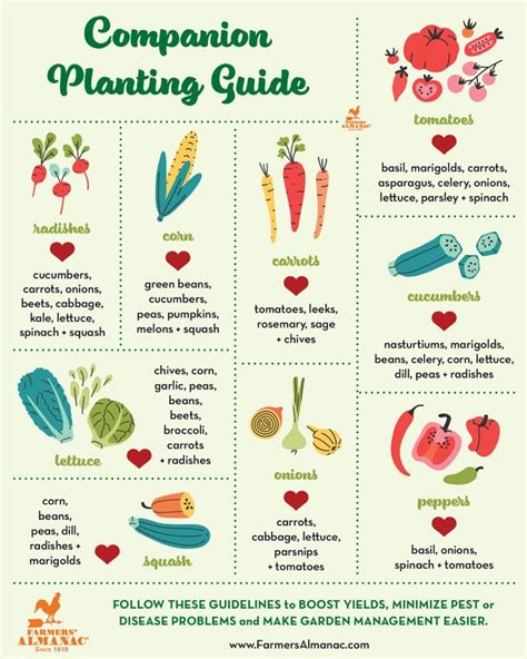 Companion Planting Guide Vegetable Ideas