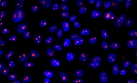 Comparative Pathology Research Core Yale Research