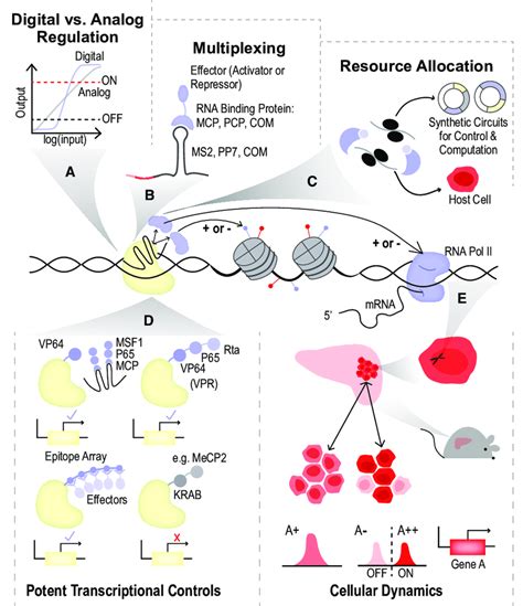 Competing Activators: Unlock Cellular Control