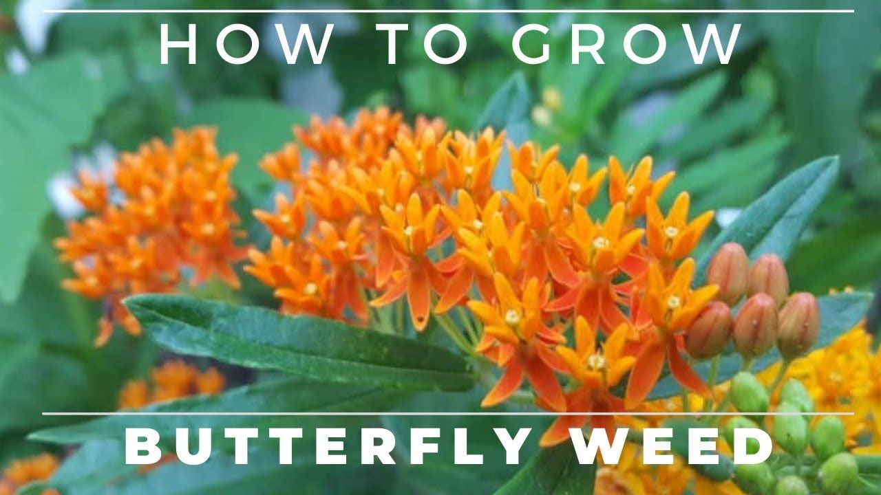 Complete Guide To Butterfly Weed Grow And Care Asclepias Tuberosa Artofit