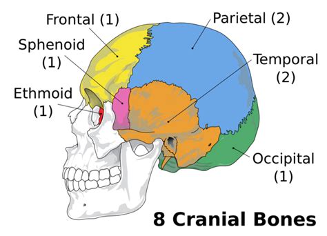 Comprehensive Neurocranium Maps: Learn & Explore