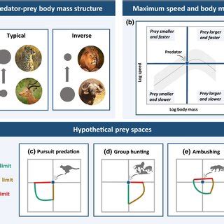 Concept Of The Prey Space Of Different Hunting Strategies A Typical