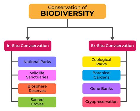 Conservation Of Biodiversity Definition Methods Examples Strategies