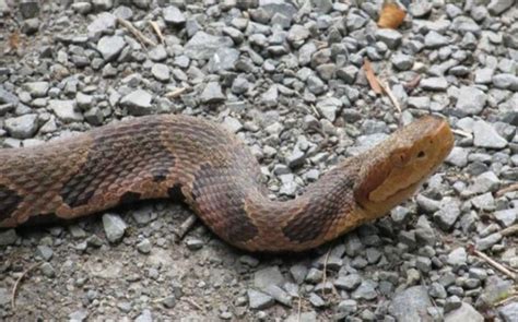 Copperhead Snake Bites Worker At Home Improvement Store