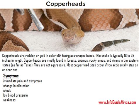 Copperhead Venom: Symptoms & Treatment