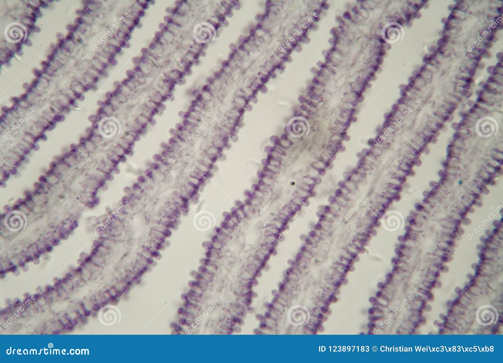 Coprinus Hyphae Under Microscope