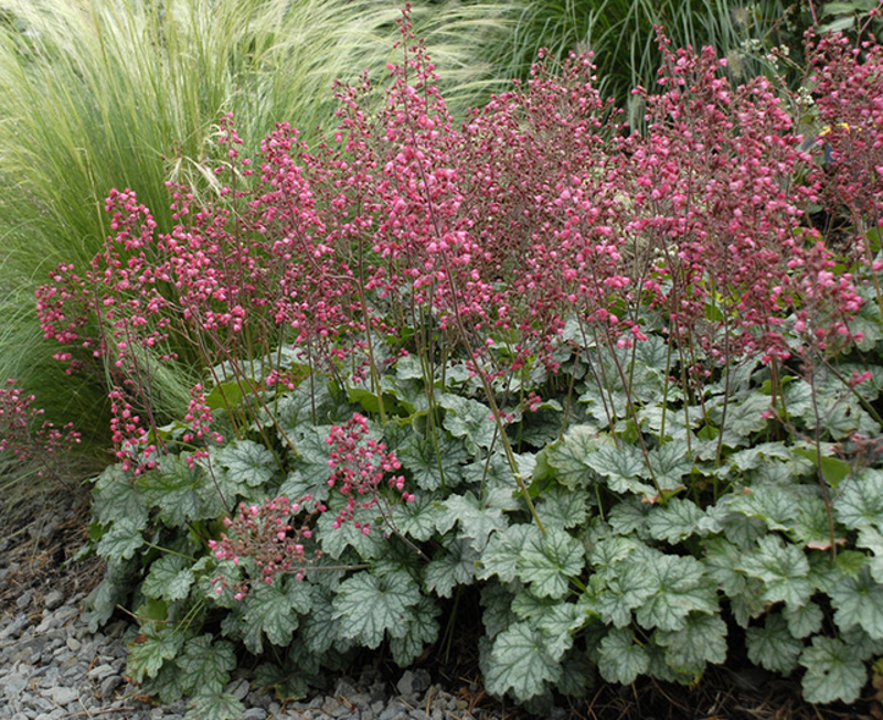 Coral Bells Care