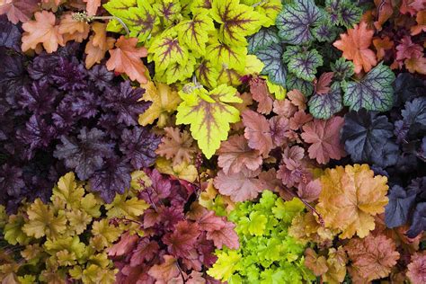 Coral Bells Heuchera Grow And Care Guide Garden And Happy