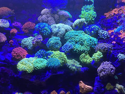 Coral Nutrition Explained