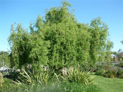 Corkscrew Willow Salix Matsudana Tortuosa In Ringoes Flemington New