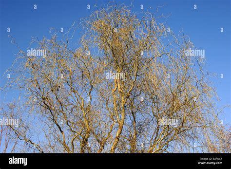 Corkscrew Willow Salix Matsudana Tortuosa Tree In Winter Stock Photo