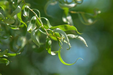 Corkscrew Willow Tree Care: Thrive In Any Climate