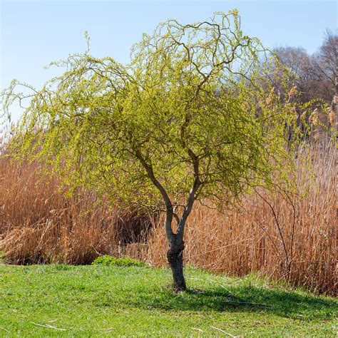 Corkscrew Willow Tree