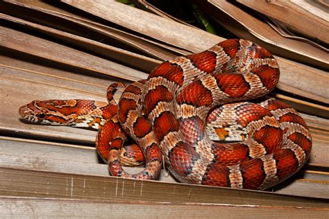 Corn Snake Photos