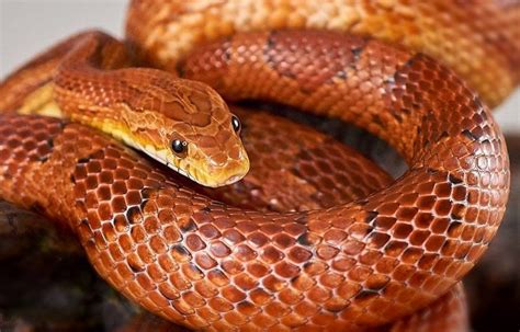 Corn Snakes: Browse Stunning Highquality Photos