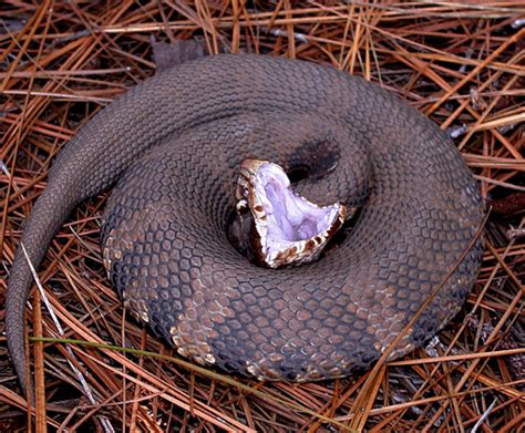 Cotton Mouth Snake Ground Reptiles