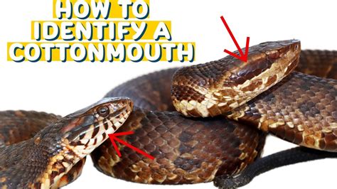 Cotton Mouth Snake: Identify And Avoid