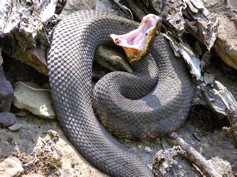 Cotton Mouth Snake