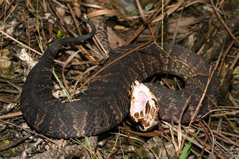 Cottonmouth Identification: Know The Signs