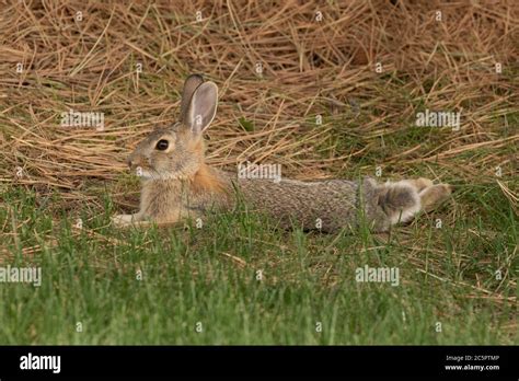 Cottontail Corner: Relax Naturally