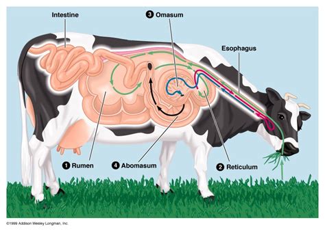 Cow Digestive System: Improves Animal Health