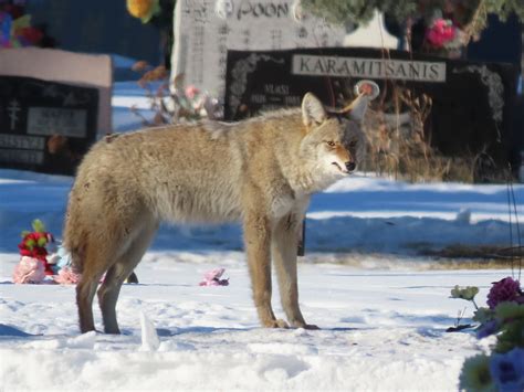 Coyote Jan 9 Queen S Park Cemetery Calgary Heather Cuthill Flickr