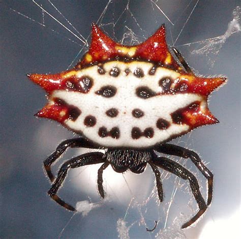 Crab Spider Florida: Identify And Control