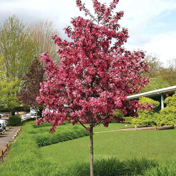 Crabapple Tree: Blooms With Vibrant Colors