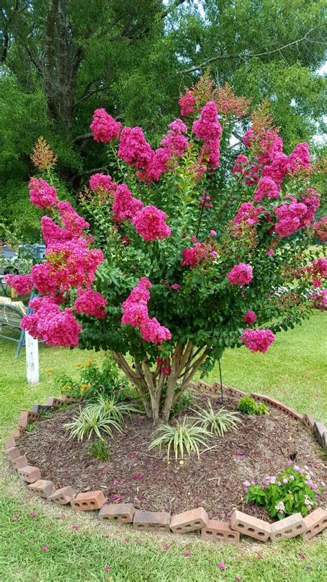 Crape Myrtle Bush Myrtle Tree Front Lawn Landscaping Front Yard