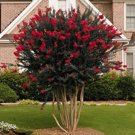 Crape Myrtle Red Rocket Landscape Express