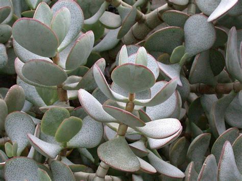 Crassula Arborescens Silver Dollar Plant World Of Succulents