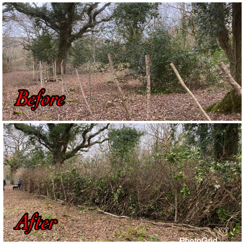 Creating A Dead Hedge Brilliant Nature Conservation Task Today