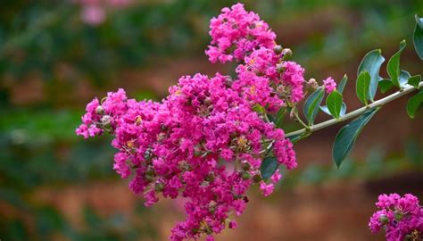 Crepe Myrtle Diseases And Pests How To Id Prevent Treat Rennie