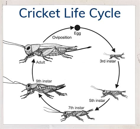 Cricket Life Cycle