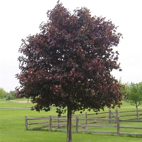 Crimson King Maple Tree Dark Purple Foliage That Glows In The Sun