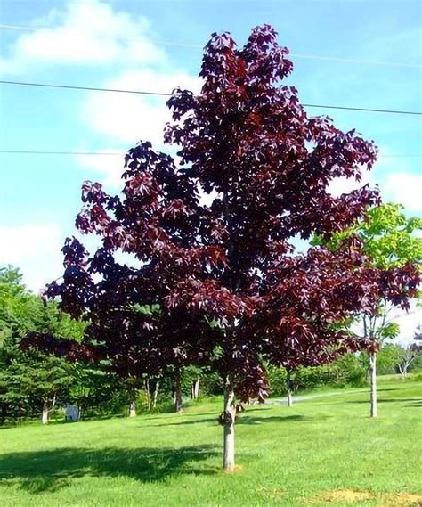 Crimson King Maple