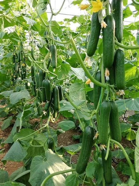 Cucumber Farming Guide: Grow To Maturity Fast