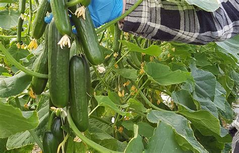 Cucumber Growing Guide Coir Crop Technologies