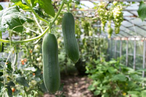 Cucumber Growing