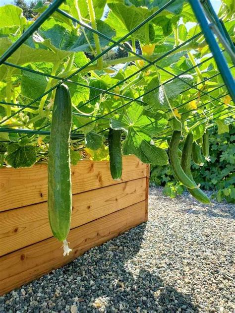 Cucumber Planting Guide: Grow Perfect Vines