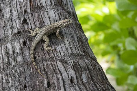 Curly Tailed Lizard Harbour Heights Grand Cayman