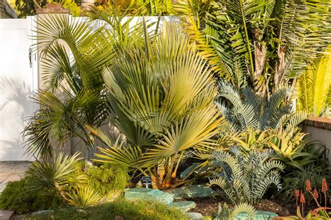 Cycads Versus Palms Discussing Palm Trees Worldwide Palmtalk