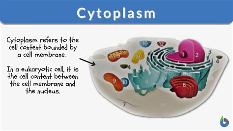 Cytoplasm Reactions Model