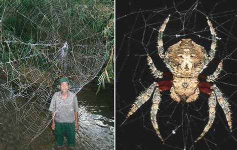 Darwin S Bark Spider Alchetron The Free Social Encyclopedia