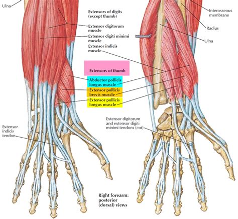 De Quervain S Tenosynovitis